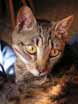 Chat europen Titus en photo pour son dessin en portrait animalier de flin